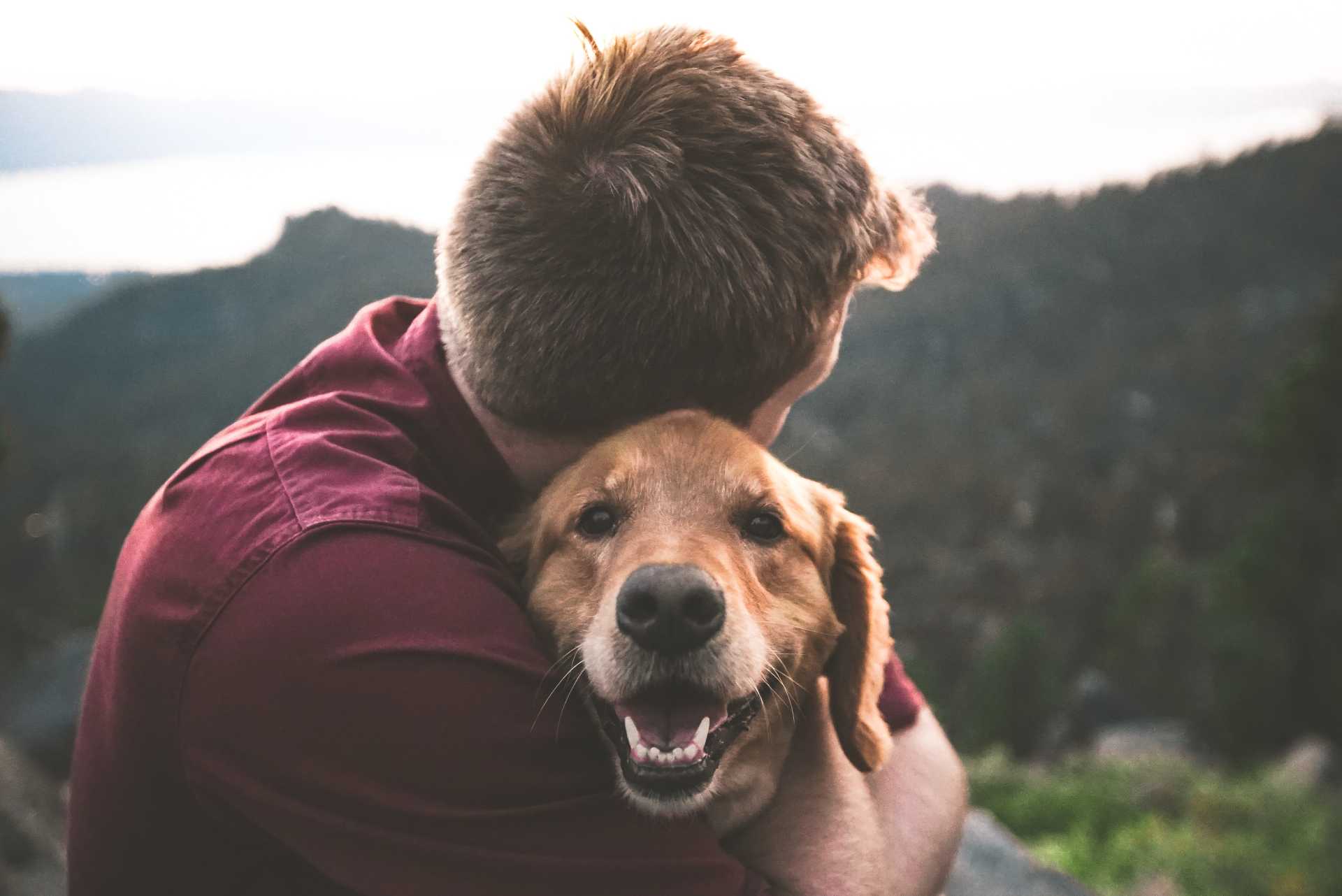 Estatuto Jurídico de los Animales Domésticos